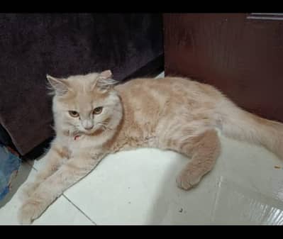 Persian Cat - Male