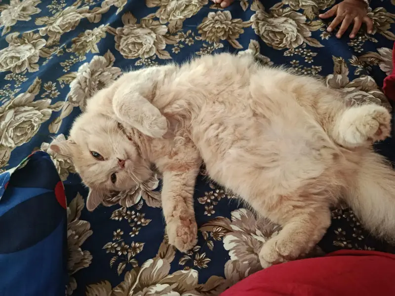 Persian Cat - Male — photo 2