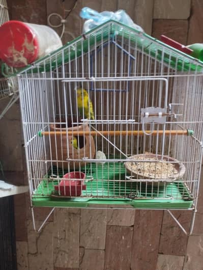 parrot with cage