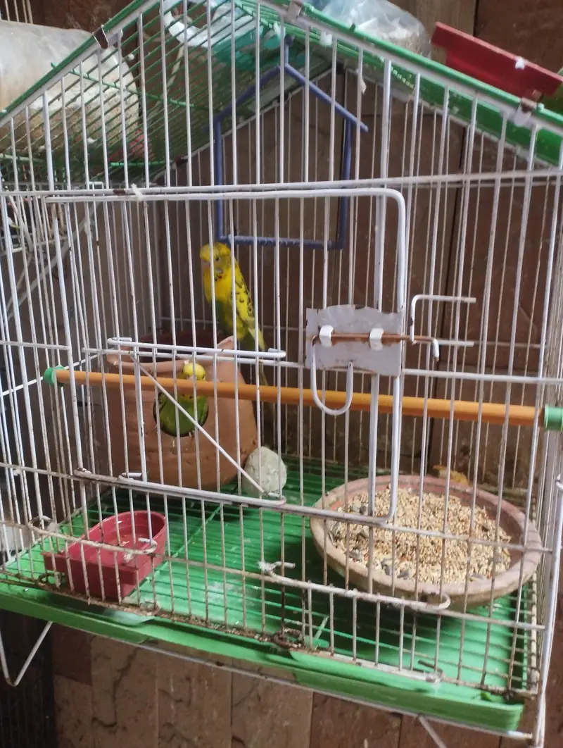 parrot with cage — photo 2