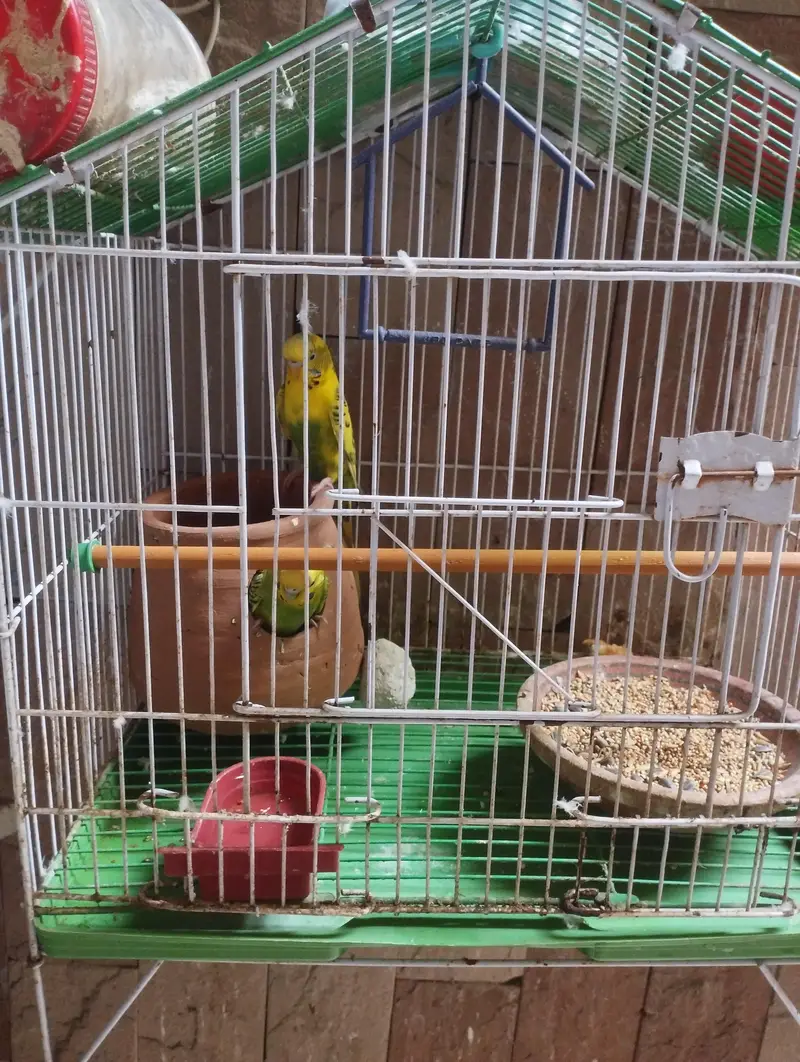 parrot with cage — photo 3