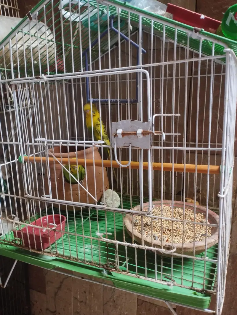 parrot with cage — photo 4
