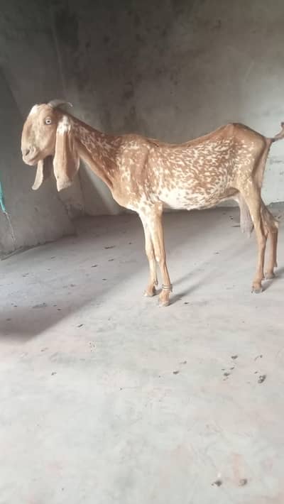 makhi cheeni dasi bakri for sale 03084493683