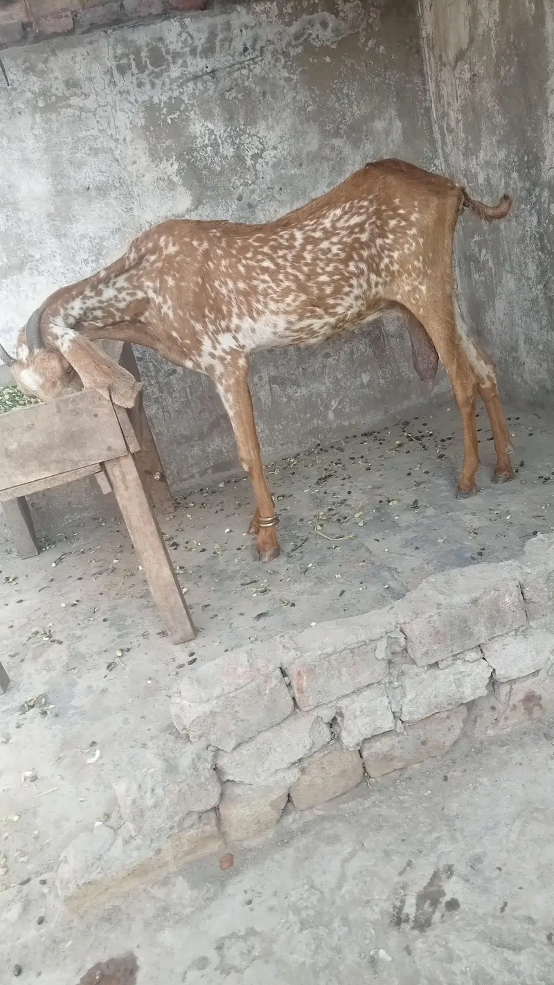 makhi cheeni dasi bakri for sale 03084493683 — photo 2
