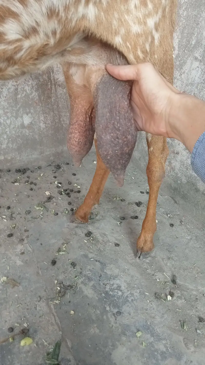 makhi cheeni dasi bakri for sale 03084493683 — photo 3