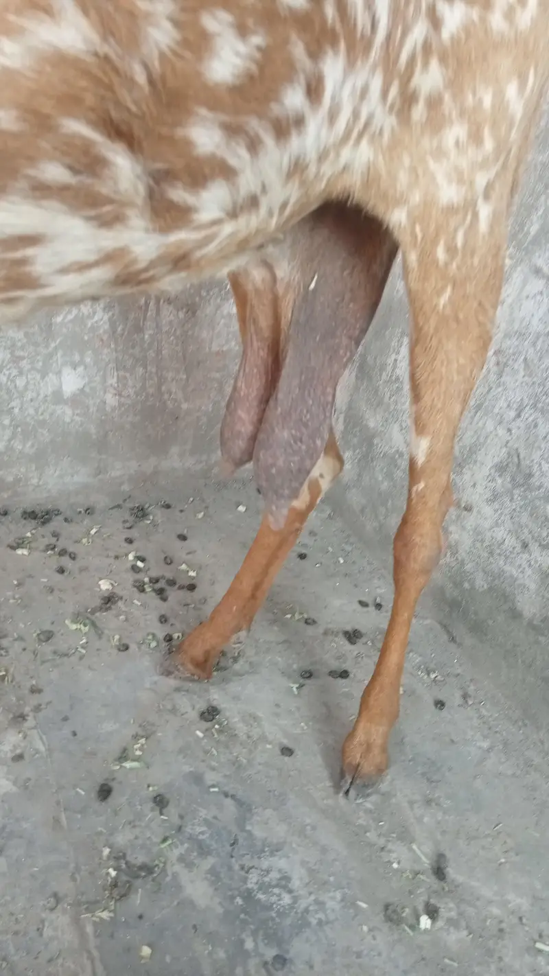 makhi cheeni dasi bakri for sale 03084493683 — photo 4