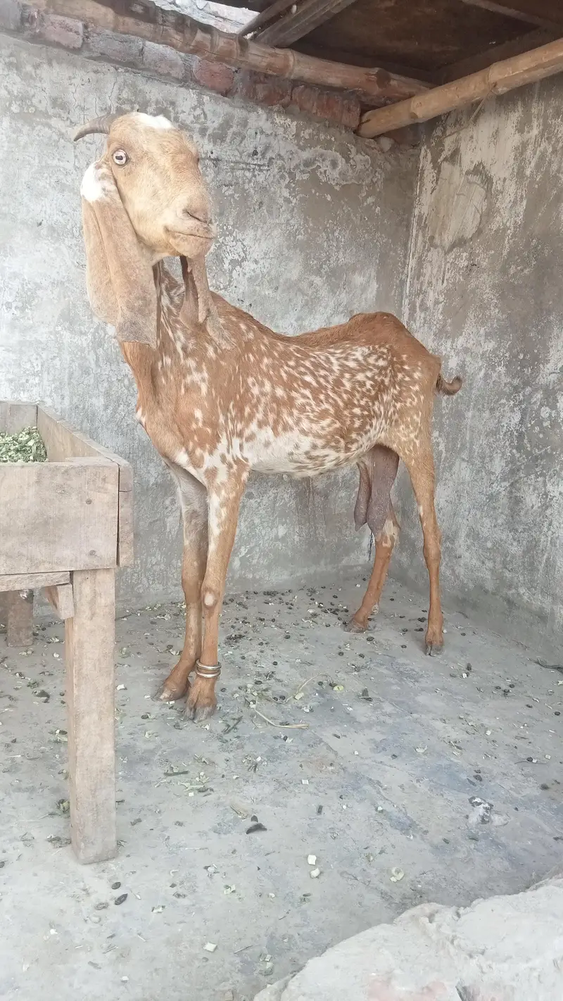 makhi cheeni dasi bakri for sale 03084493683 — photo 5
