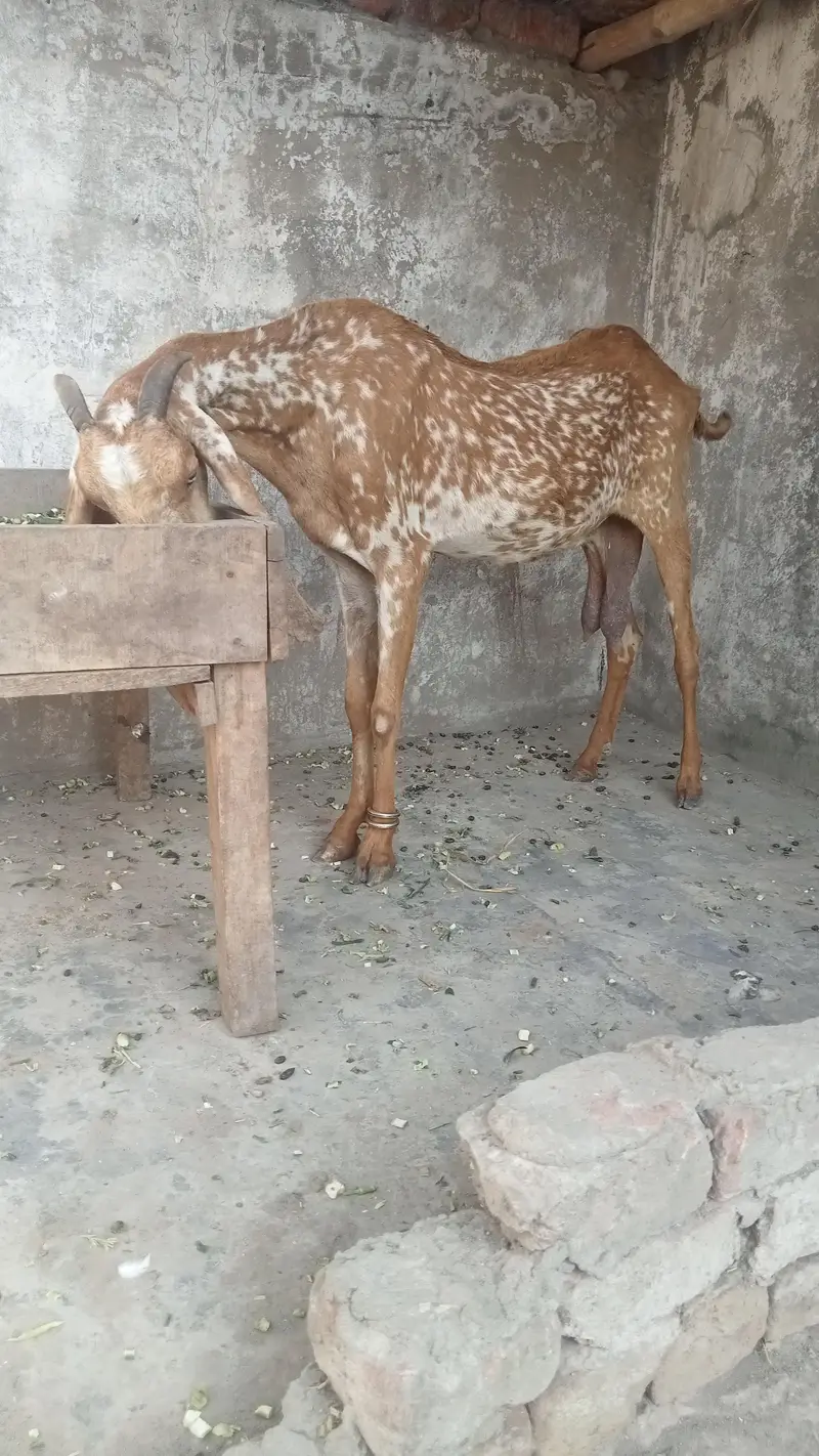makhi cheeni dasi bakri for sale 03084493683 — photo 6