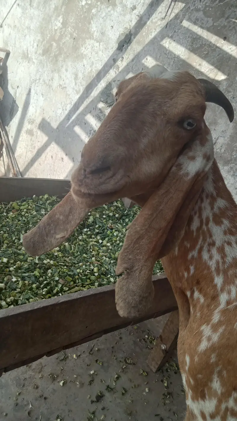 makhi cheeni dasi bakri for sale 03084493683 — photo 7
