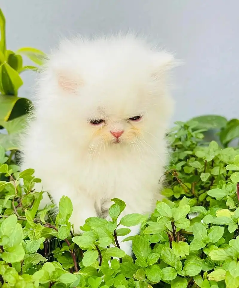 Quality Persian Punchface cat & kitten. moreWhatsApp 03704601257 — photo 3