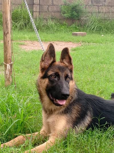 German shepherd