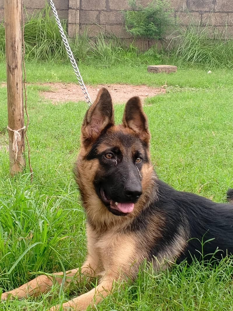 German shepherd 0