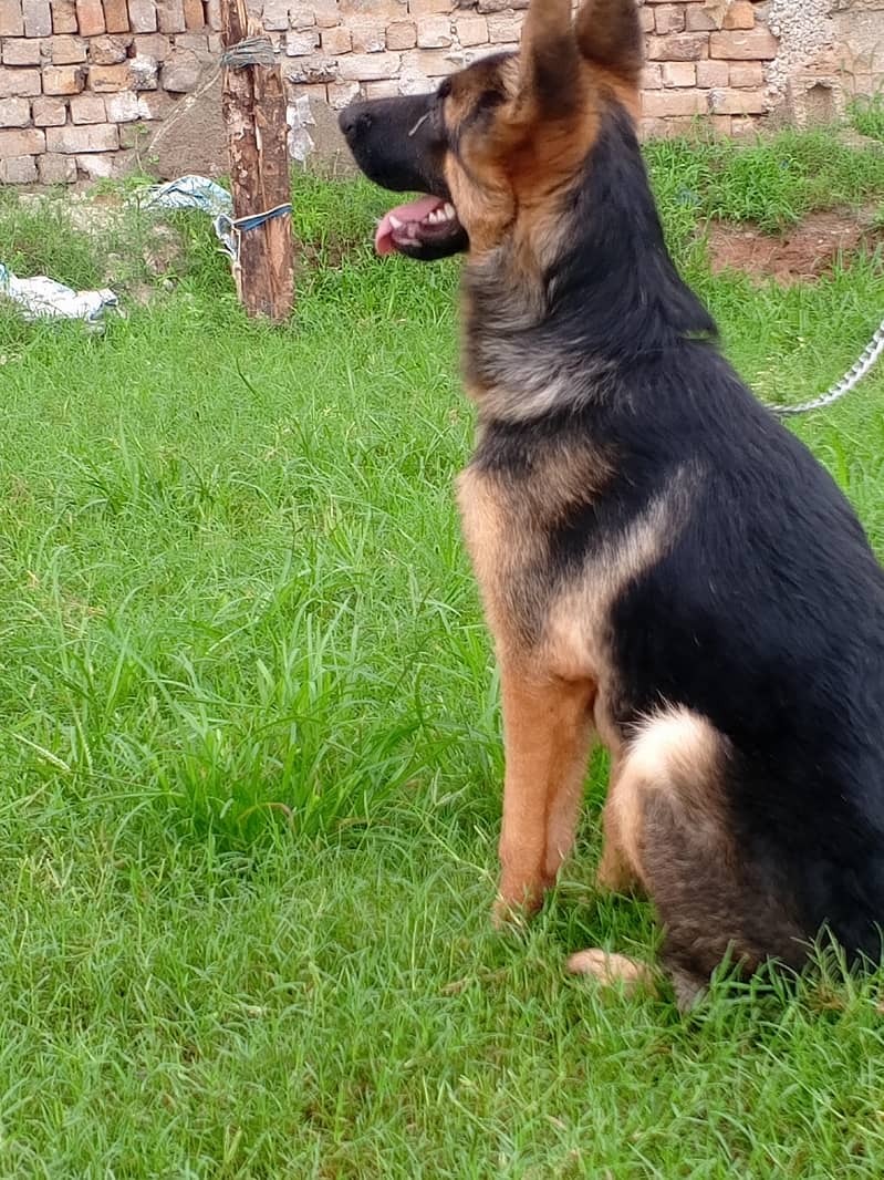 German shepherd 1