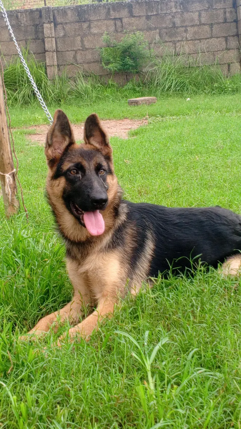 German shepherd — photo 3