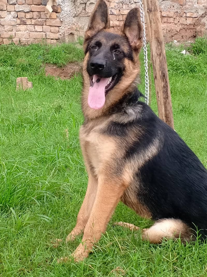 German shepherd 3
