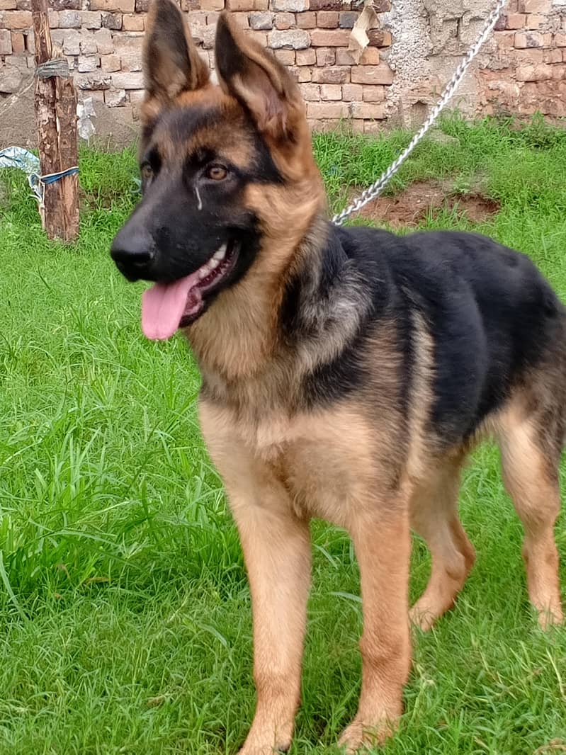 German shepherd 4