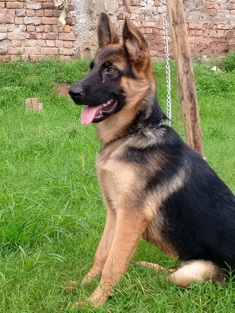 German shepherd 5