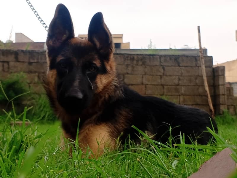 German shepherd 6