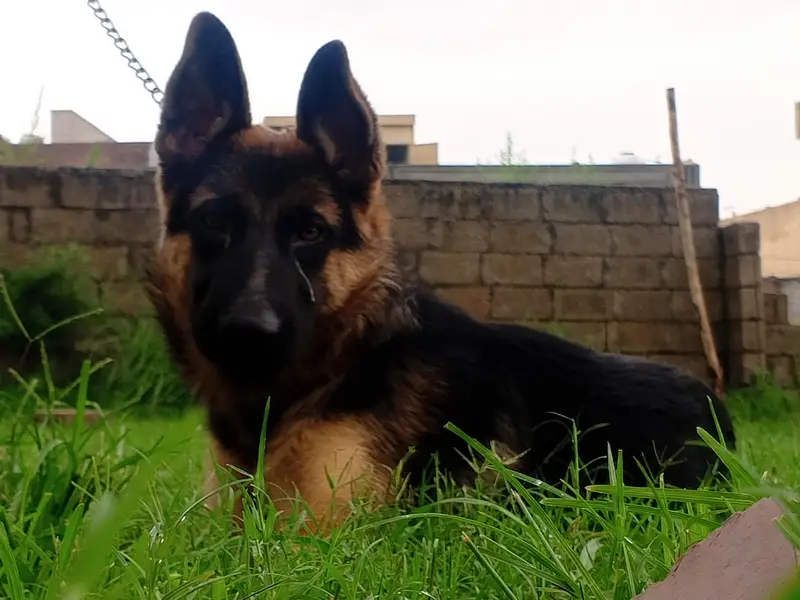German shepherd — photo 7