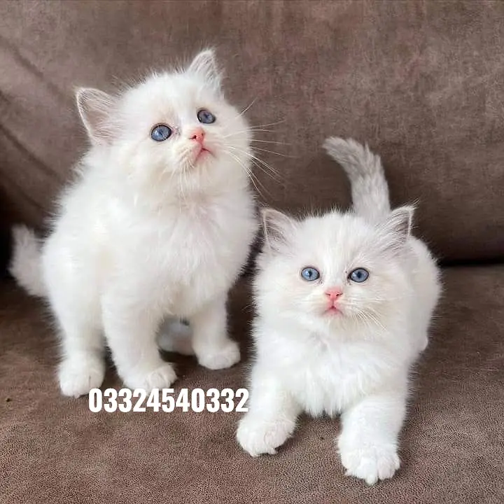 persian kittens|triple Coated|Punch Face kittens_cute|fluffy_quality — photo 2