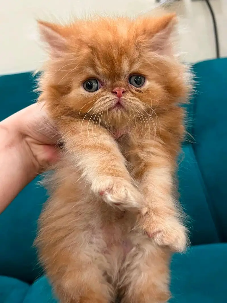 persian kittens|triple Coated|Punch Face kittens_cute|fluffy_quality — photo 5