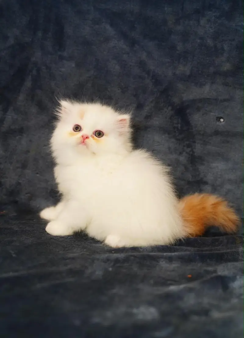 persian kittens|triple Coated|Punch Face kittens_cute|fluffy_quality — photo 6