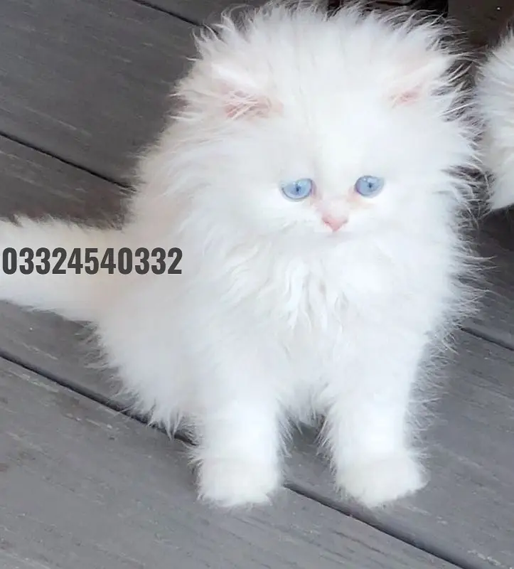 persian kittens|triple Coated|Punch Face kittens_cute|fluffy_quality — photo 8
