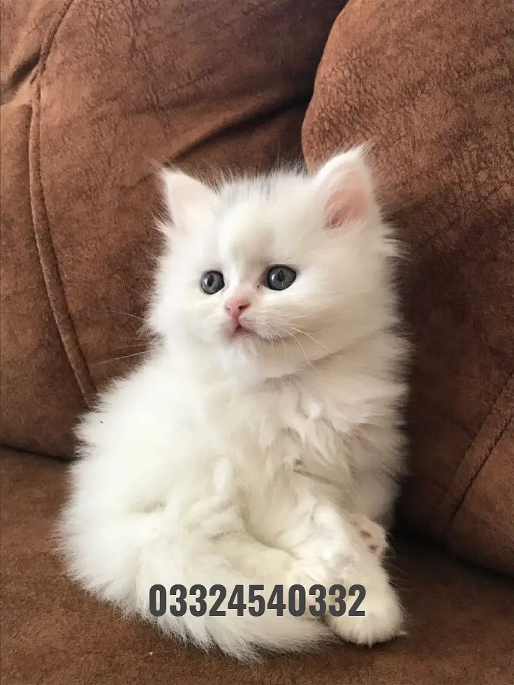 persian kittens|triple Coated|Punch Face kittens_cute|fluffy_quality — photo 10