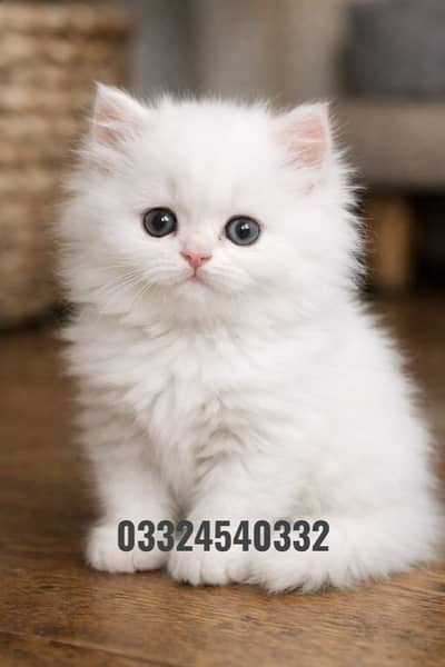persian kittens|triple Coated|Punch Face kittens_cute|fluffy_quality