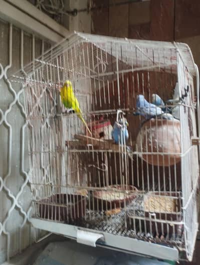 budgies 3 pairs with cage