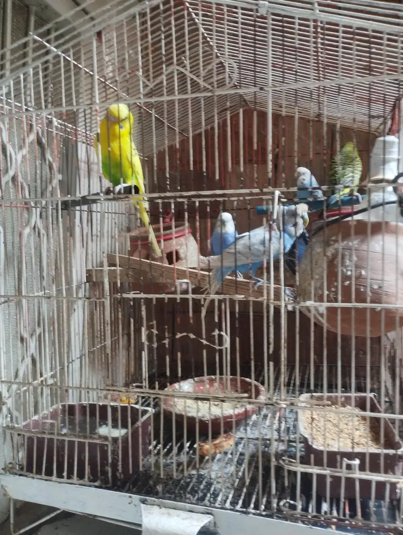 budgies 3 pairs with cage — photo 2