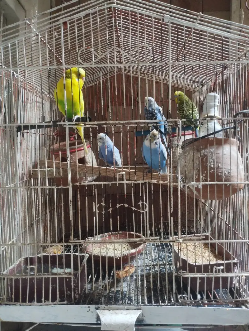 budgies 3 pairs with cage — photo 3