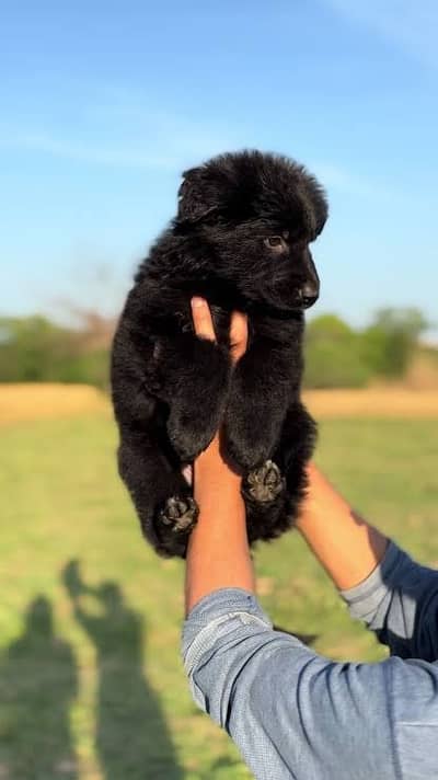 Black German Shepherd female dog for sale