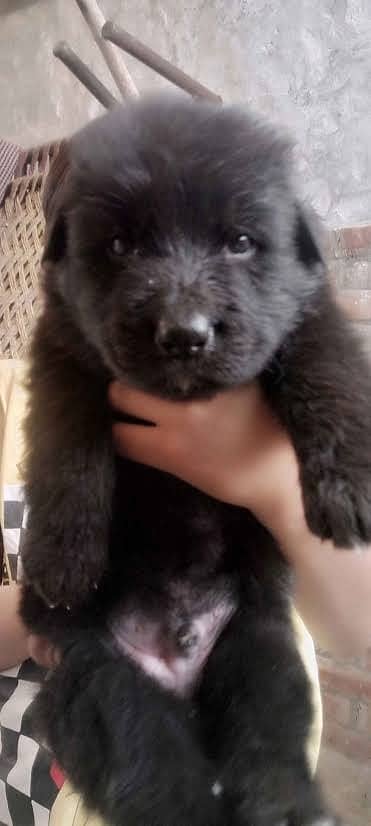 Black German Shepherd male dog for sale