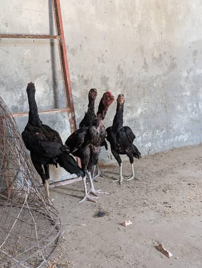Aseel black muskay pair