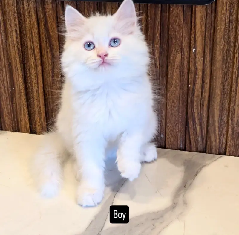 Low Price Kittens/White Persian Kitten/Cats/Male/Female — photo 3