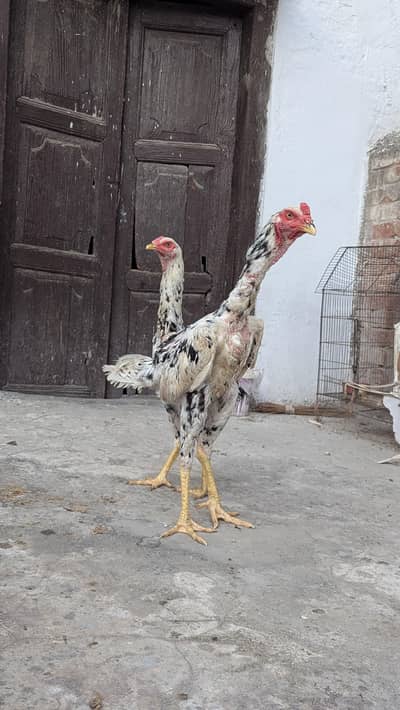 Aseel Shamo Pair