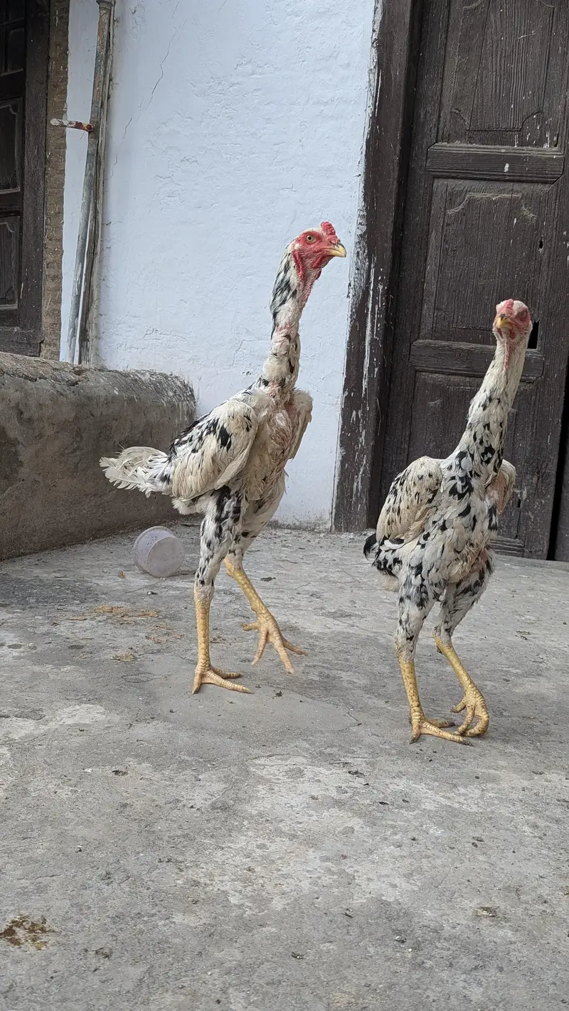 Aseel Shamo Pair — photo 2