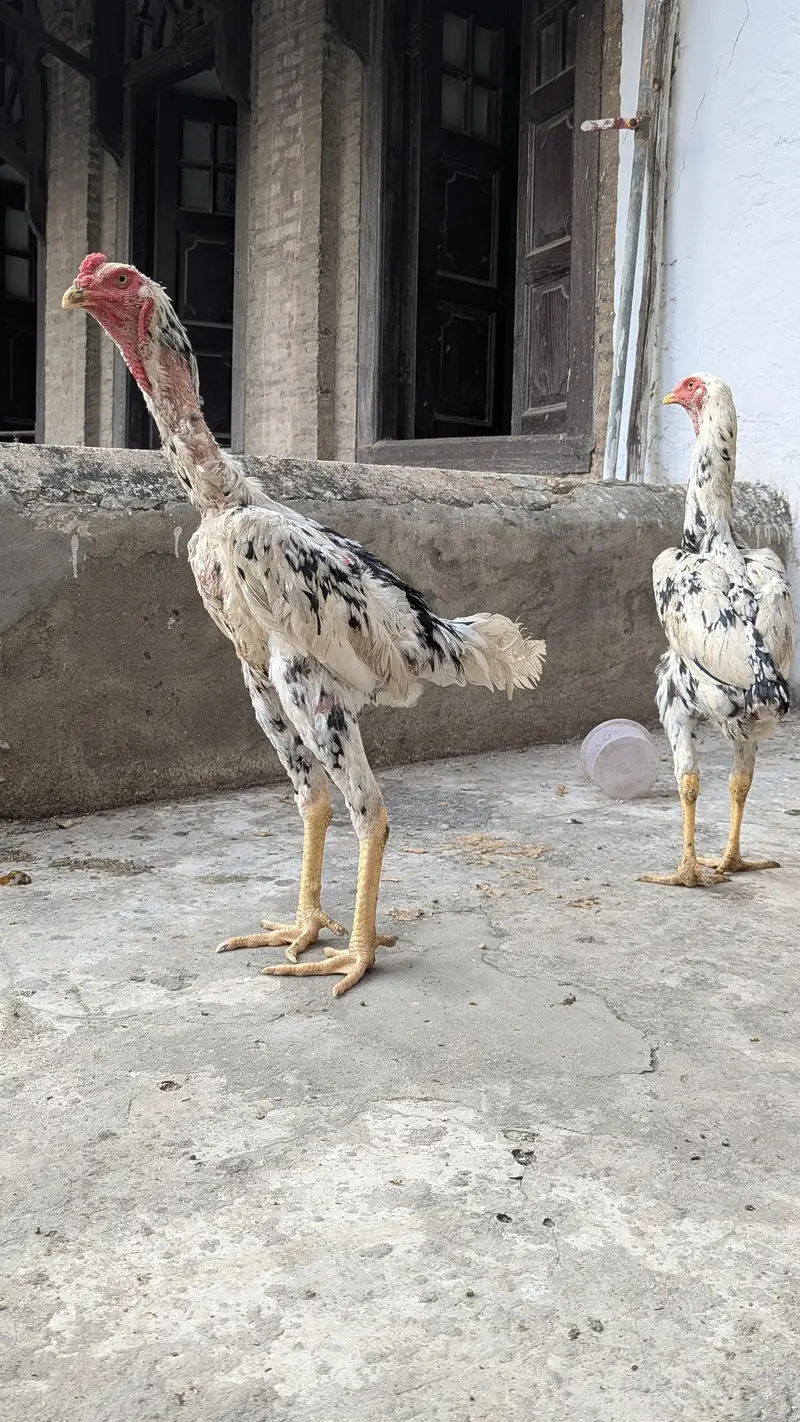 Aseel Shamo Pair — photo 3