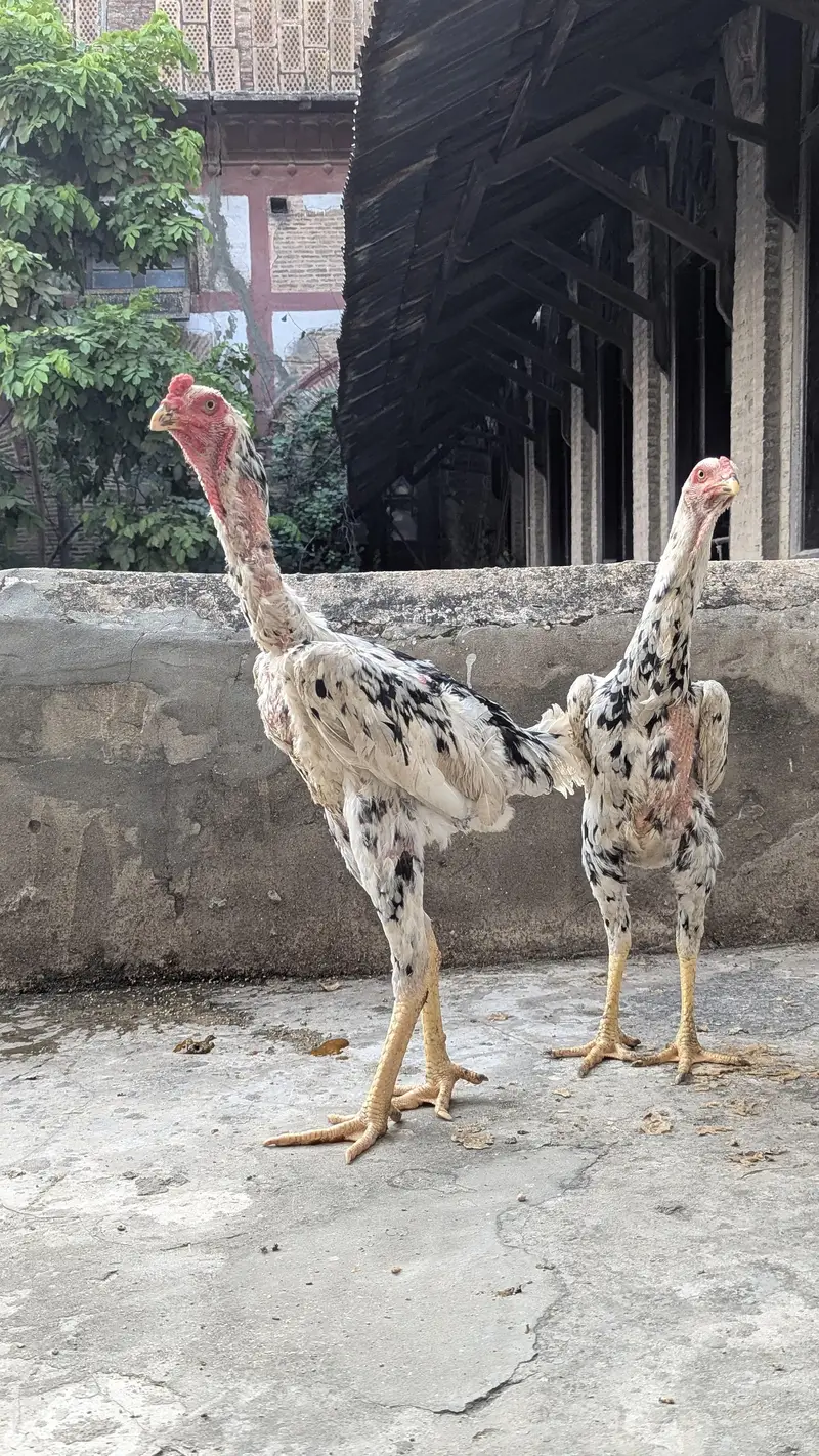 Aseel Shamo Pair — photo 4