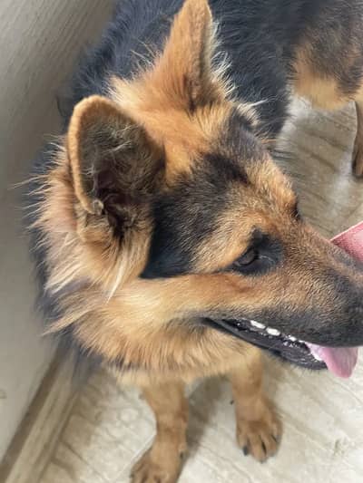 Pedigree German Shepherd (Price negotiable)