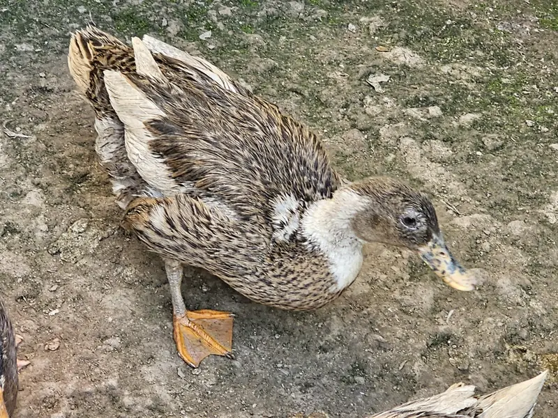 Ducks one male two female — photo 3