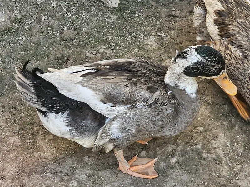 Ducks one male two female — photo 4