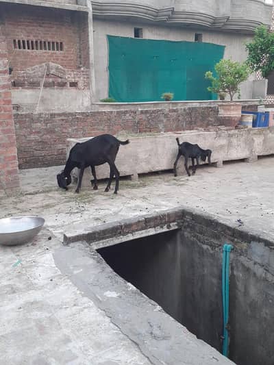 moo se 6 fresh 6 dant sath 3 month ki path