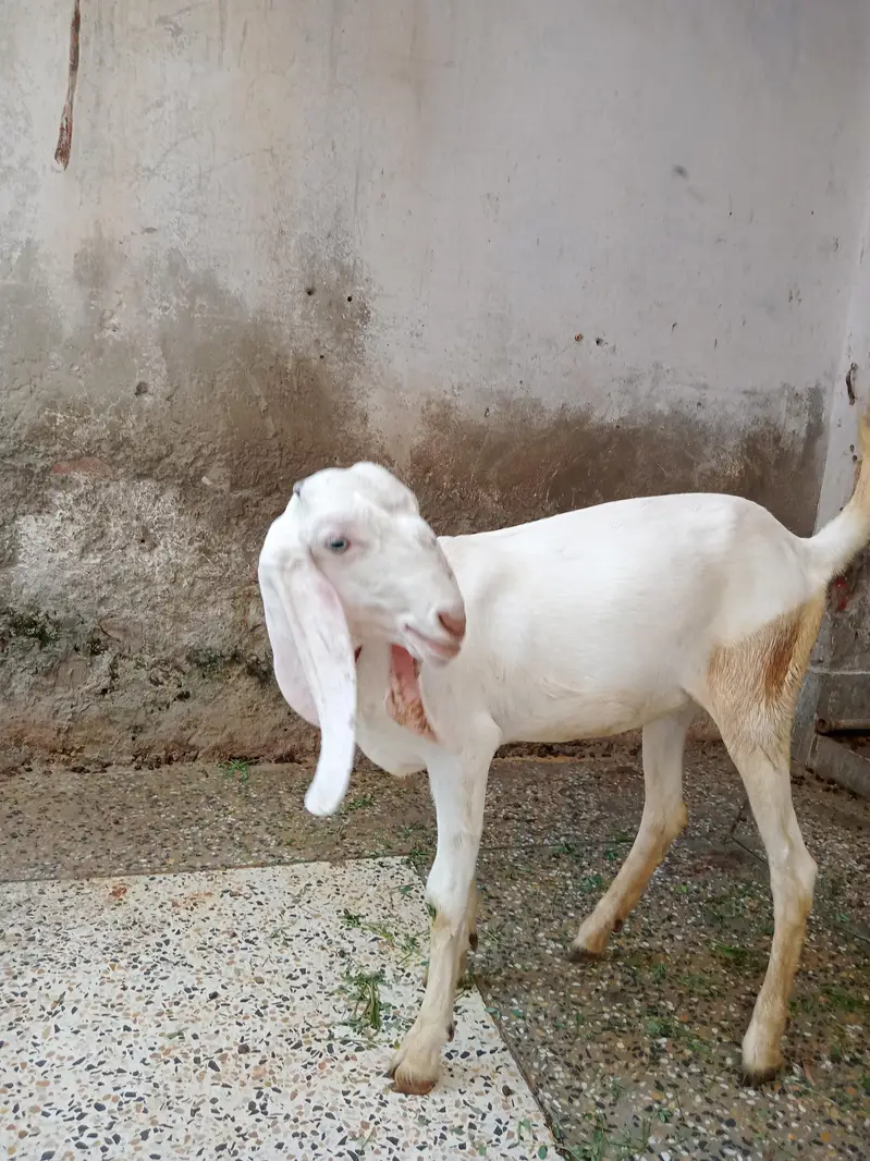 Pure Rajanpuri Gulabi path — photo 4