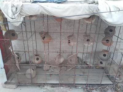Big cage for birds/ parrots