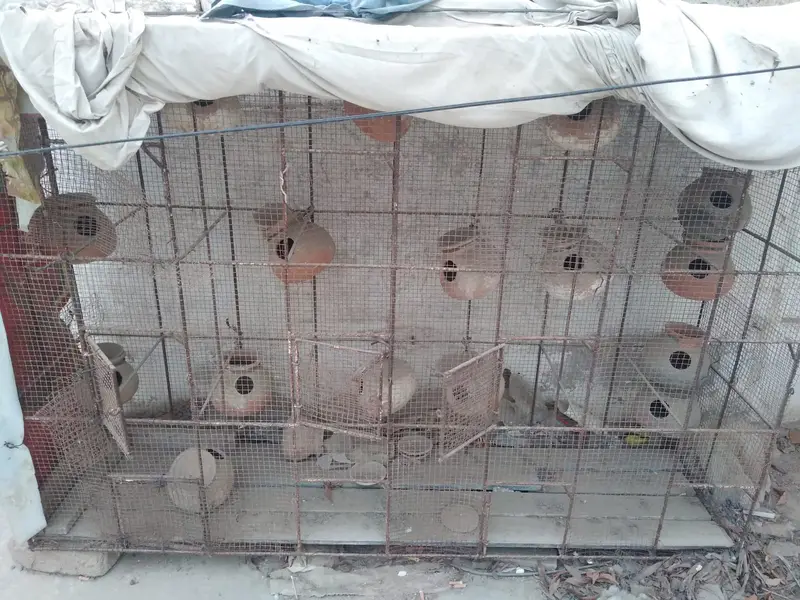 Big cage for birds/ parrots