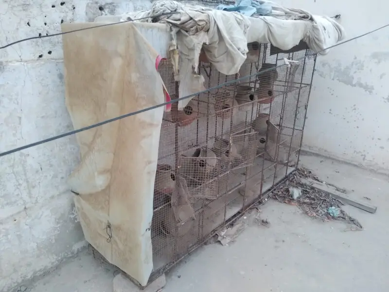 Big cage for birds/ parrots — photo 3