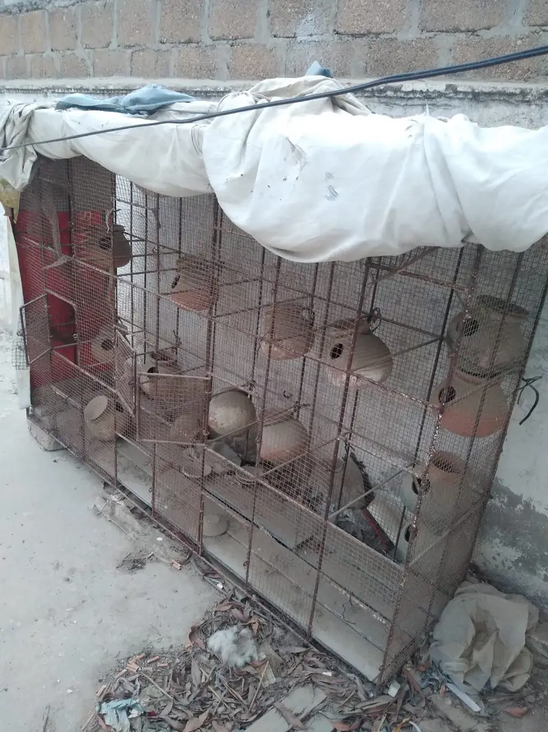 Big cage for birds/ parrots — photo 4