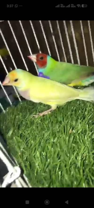 Lutino Goldian Pair